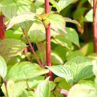 Red-barked Dogwood
